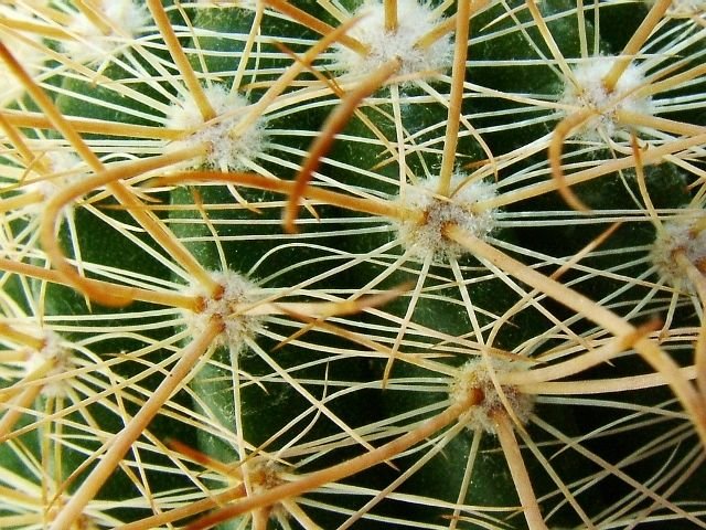 Parodia _taratensis 'krahnii' WK168 _03